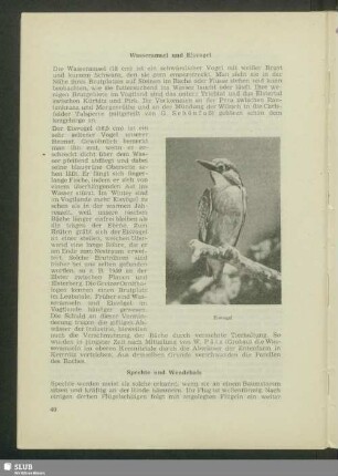 Wasseramsel und Eisvogel