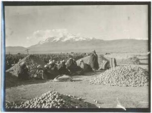 Kartoffelernte der Aymara-Indianer in der Finca Avichaca bei Achacachi