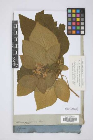 Solanum ferrugineum Jacq.