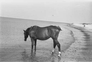 Ostseeküste : Ein Pferd am Strand des Kurischen Haffs.