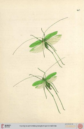 Heft IV (Taf. 20-24 mit Erläuterungen)