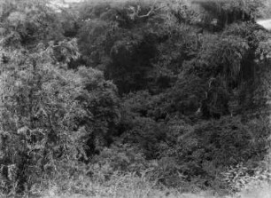 Mischwald beim Lager : Blick auf einen Mischwald beim Lager im Westen von Narvarez.