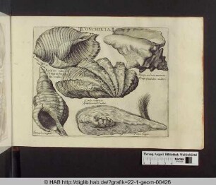 Conchilia: Meeresschnecken und Muscheln