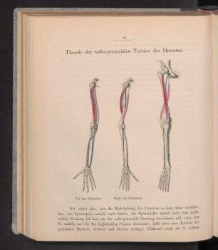 Theorie der radio-postaxialen Torsion des Humerus.
