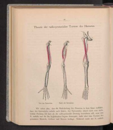 Theorie der radio-postaxialen Torsion des Humerus.