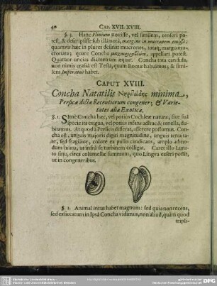 Caput XVIII. Concha Natatilis Niritōdis minima, Persicae dictae Recentiorum congener, & Varietates aliae Exoticae