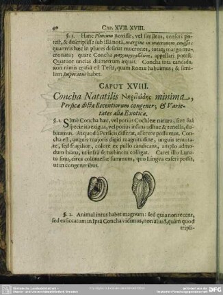 Caput XVIII. Concha Natatilis Niritōdis minima, Persicae dictae Recentiorum congener, & Varietates aliae Exoticae