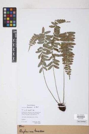 Asplenium tenerum G.Forst.