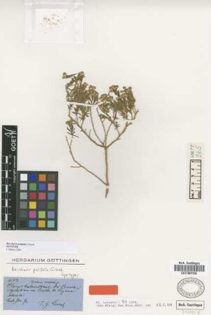 Baccharis polifolia Griseb. [syntype]