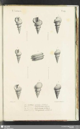 Pl. 229