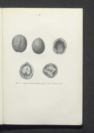 Große Steinnuß, Juglans regia L. var. durissima Hort.