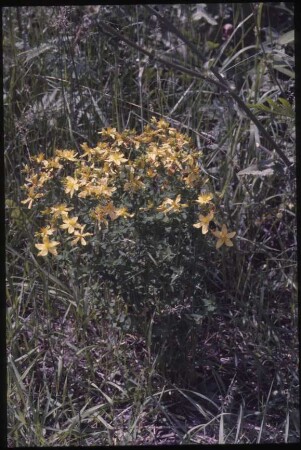 Wildpflanzen am Mühlenteich