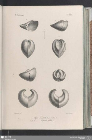 Pl. 254