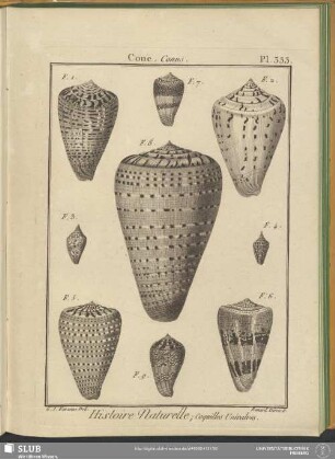 Pl. 333. Cone. Conus