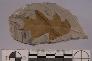 Termite (Isoptera)