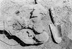 Ausgegrabener Saurierschädel : Aufnahme eines freigelegten Dinosaurierschädels, von einem Dicynodonten, mit Schaufel
