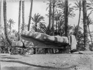 Statue von Ramses II. : Eine Statue von Ramses II., die auf Steinen aufgebahrt unter Palmen liegt.