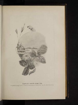 Nepticula aurella (Fabr.) Stt.