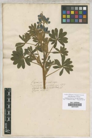 Lupinus