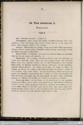 34. Vicia dumetorum L. Heckenwicke