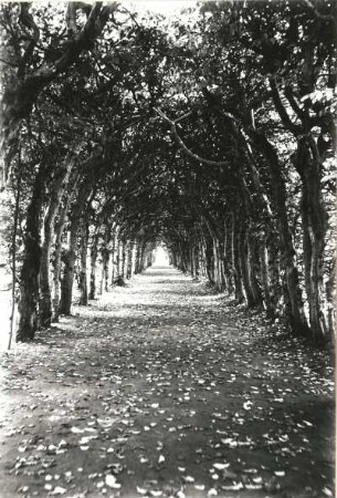 Bayreuth. Eremitage. Laubengang im Park