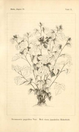 Broussonetia papyrifera Vent
