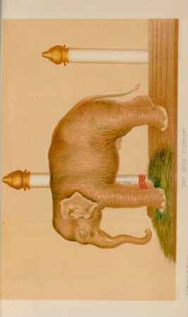 "Den Hoide Elephant"