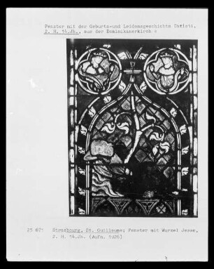 Fenster mit der Geburts- und Leidensgeschichte Christi, Bildfeld: Wurzel Jesse