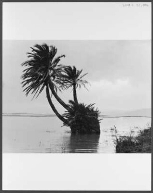 Palmen am Ichkeul-See : Palmengruppe am Ichkeul-See