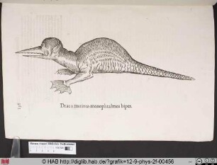 Draco marinus monophtalmos bipes.