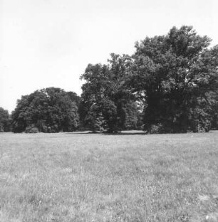 Cottbus. Branitzer Park (1846-1871; H. v. Pückler-Muskau). Wiesenfläche und Baumgruppe vom Pleasure-Grundweg nach Westen