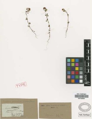 Trifolium procumbens L. var. pauciflorum Griseb.[holotype]