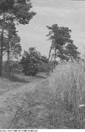 Dranske-Nonnevitz, Ostseeurlaub, Lagerfeuer, Holunder, 1955
