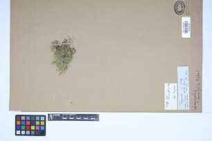 Selaginella brevifolia Baker