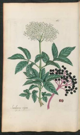 365. Sambucus nigra