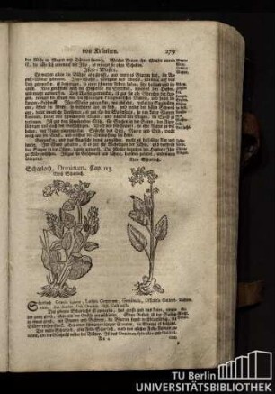 Cap. 113. Scharlach, Orminum.