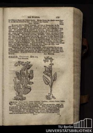 Cap. 113. Scharlach, Orminum.