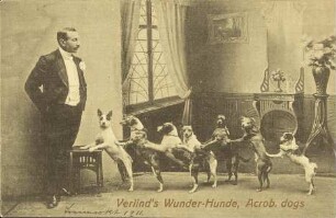 Verlind's Wunder-Hunde, Acrob. dogs