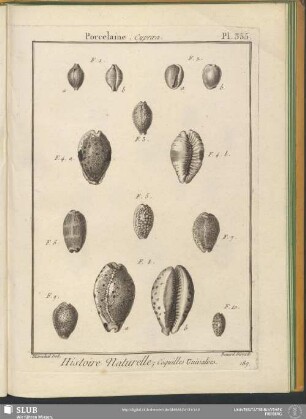 Pl. 355. Porcelaine. Cypraea