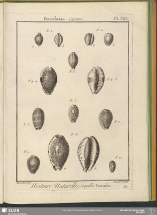 Pl. 355. Porcelaine. Cypraea