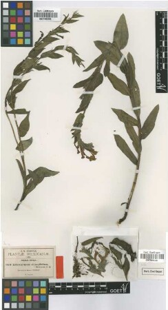 Lithospermum oblongifolium Greenm. [type]