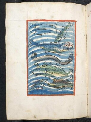 Fische; Aal; (Teil III D: Von den Fischen)