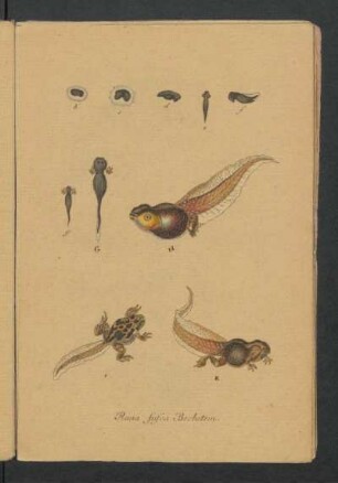 Rana fusca Bechstein.