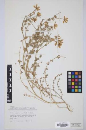 Lotus campylocladus Webb & Berthel.