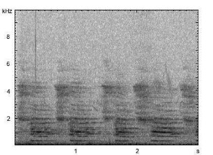 Hausesel | Equus asinus f. asinus - Ruf