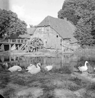 Grander Mühle: verfallenes Mühlengebäude und beschädigtes Mühlrad: links Holzbrücke: vorn Mühlenteich: im Vordergrund auf Böschung Gänse: hinten Bäume