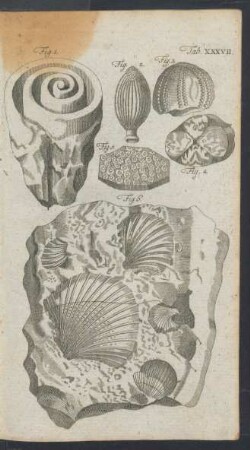 Tafel XXXVII.