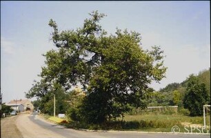 Potsdam, Golm, Maulbeerbaum.