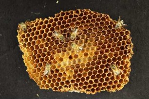 Apis mellifera