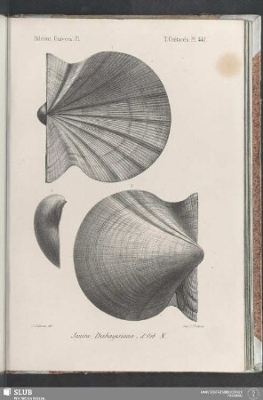 Pl. 441